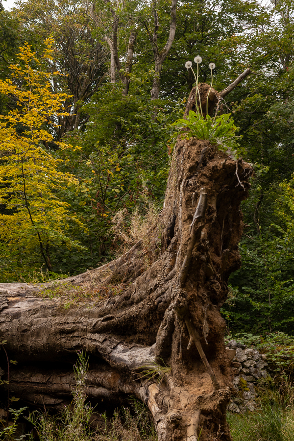 Roots and Dandelions - Dan Johnson